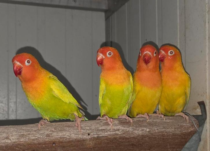 4-0 Fischeri pale fallow 2024, Animaux & Accessoires, Oiseaux | Perruches & Perroquets