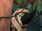 Knappe lilly white wimpergekko man, Dieren en Toebehoren, Hagedis, 0 tot 2 jaar
