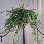 Prachtige hangplant Selenisereus, Huis en Inrichting, Kamerplanten, Ophalen