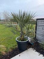 Mooie grote palmboom met pot, Tuin en Terras, Ophalen