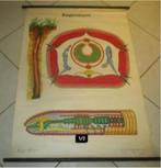 Mooi Oude Schoolplaat - De Regenworm - 87x117, Natuur en Biologie, Ophalen of Verzenden