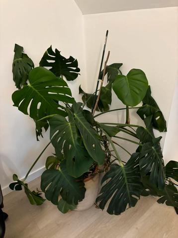 Grote monstera beschikbaar voor biedingen