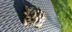 Schildpad, Schildpad