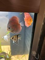 Discus, scalaires, nez rouge, etc…, Dieren en Toebehoren, Ophalen