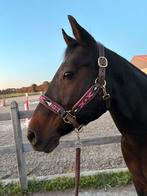 Quarter merrie, Dieren en Toebehoren, Minder dan 160 cm, Niet van toepassing, Westernpaard, 11 jaar of ouder