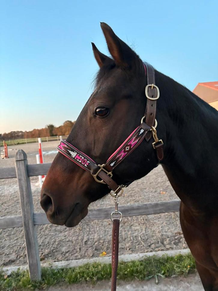 Quarter merrie, Dieren en Toebehoren, Paarden, Merrie, Niet van toepassing, Minder dan 160 cm, 11 jaar of ouder, Westernpaard