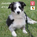 "Juliette & Jules" Border Collie pups te koop (Belgisch), Dieren en Toebehoren, Honden | Herdershonden en Veedrijvers, België