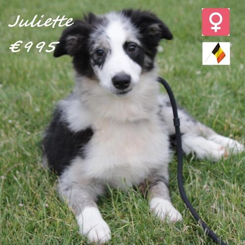 "Juliette & Jules" Border Collie pups te koop (Belgisch), Dieren en Toebehoren, Honden | Herdershonden en Veedrijvers, Meerdere dieren