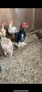 Ko shamo broed eieren, Dieren en Toebehoren, Pluimvee