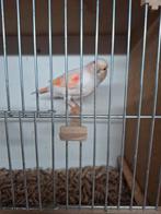 Kanarie pop, Dieren en Toebehoren, Vogels | Kanaries, Vrouwelijk, Kleurkanarie