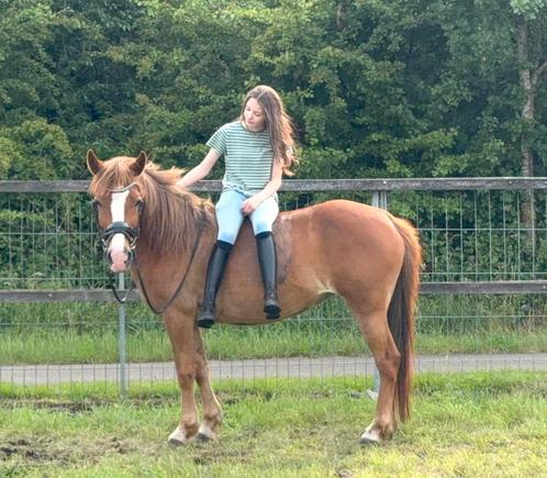 De braafste 10 jarige D pony, Dieren en Toebehoren, Pony's, Merrie, L, D pony (1.37m tot 1.48m), Recreatiepony, 7 tot 10 jaar