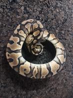 Python regius, Dieren en Toebehoren