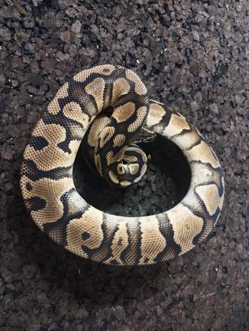 Python regius, Animaux & Accessoires, Reptiles & Amphibiens