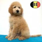 Koningspoedel (Zwart & Abrikoos) elegante pups te koop, Dieren en Toebehoren, Honden | Chihuahua's en Gezelschapshonden, Poedel