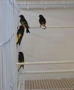 Zwarte sijs, Meerdere dieren, Wildzangvogel, Geringd