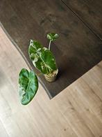 Alocasia Macrorrhiza albo, Huis en Inrichting, Ophalen