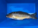 Spiegel karpers / rijen karpers / volschub karpers, Dieren en Toebehoren, Vissen | Vijvervissen, Karper of Koi
