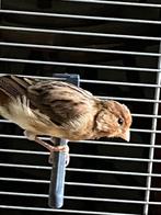 Jonge harlekijn kanarie, Dieren en Toebehoren, Mannelijk, Kleurkanarie