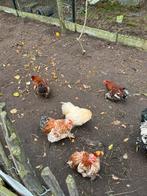 6 hanen, Dieren en Toebehoren