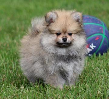 Pomchi pup beschikbaar voor biedingen