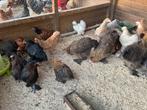 Zijdehoenders, cochin kriel, marans araucana