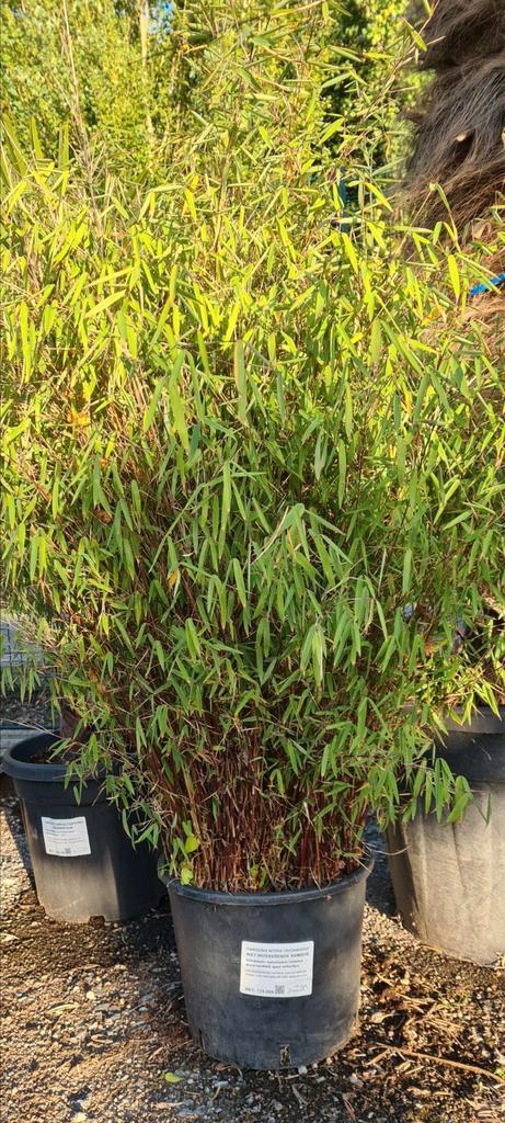 Fargesia Nitida 'Jiuzhaigou' - niet woekerende bamboe, Tuin en Terras, Planten | Tuinplanten, Halfschaduw, Ophalen
