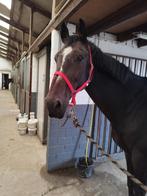 Halve stal gezocht regio Lier, Dieren en Toebehoren, Paarden, Springpaard, 175 cm of meer, Z, Gechipt