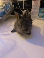 Konijnen, Sexe inconnu, Grand, 0 à 2 ans