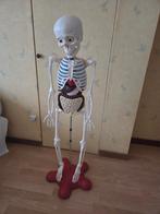 skelet, Diversen, Ophalen, Zo goed als nieuw