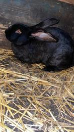 Lapin, Femelle, 0 à 2 ans