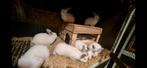 Californian konijnen, Animaux & Accessoires, Lapins
