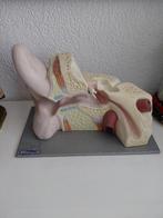 Oud anatomisch model, Ophalen of Verzenden
