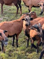 Kameroen ram van 4 maand, Plusieurs animaux, Mouton, 0 à 2 ans