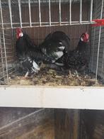 Java krielen te koop, Dieren en Toebehoren, Meerdere dieren, Kip