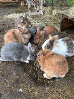 Konijntjes te koop