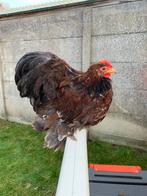 Cochin kriel haan, Dieren en Toebehoren, Pluimvee, Mannelijk, Kip