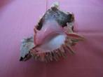 Etonnante coquille de "Chicoreus" gastéropode-escargot, Collections, Coquillage(s), Enlèvement ou Envoi