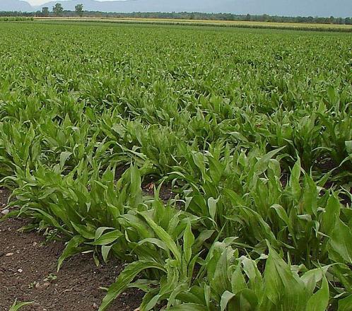 GEZOCHT SEIZOENSPACHT, Zakelijke goederen, Landbouw | Aardappelen, Groenten, Fruit en Vlees, Ophalen