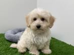 Maltipoo puberpups, België, 15 weken tot 1 jaar, Reu, CDV (hondenziekte)