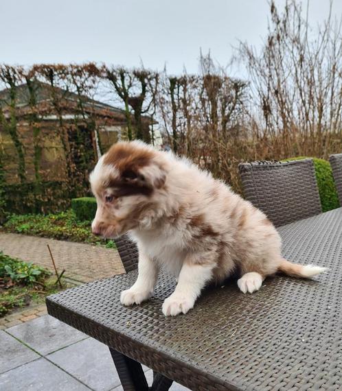 border collie pups red merle, Dieren en Toebehoren, Honden | Herdershonden en Veedrijvers, Reu, Collie, Fokker | Professioneel