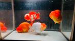 4 x Lionchu mix 15 CM geslacht mix, Dieren en Toebehoren, Goudvis(sen)
