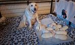 Golden retriever, Dieren en Toebehoren, Golden retriever, België, Fokker | Hobbymatig, 8 tot 15 weken