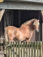 Super lieve Fjorden Dame, Dieren en Toebehoren, Merrie, Gechipt, Niet van toepassing, 11 jaar of ouder