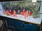 Vissen, Dieren en Toebehoren, Vis, Zoetwatervis, Schoolvis