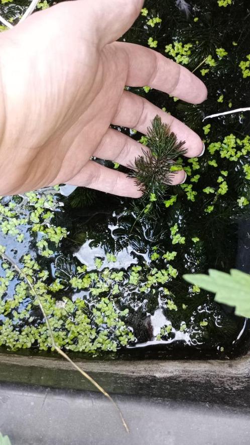 Vijverplanten, Tuin en Terras, Vijvers, Nieuw, Ophalen