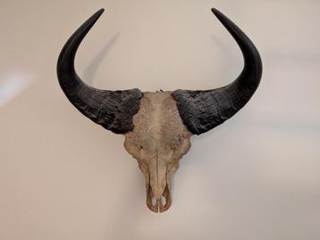 Buffelschedel (Congo) beschikbaar voor biedingen