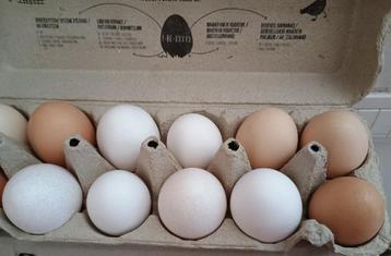 eieren/ei/eitjes te koop met vrije uitloop beschikbaar voor biedingen