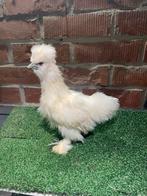 Zijdehoen redpyle, Dieren en Toebehoren, Pluimvee, Geslacht onbekend