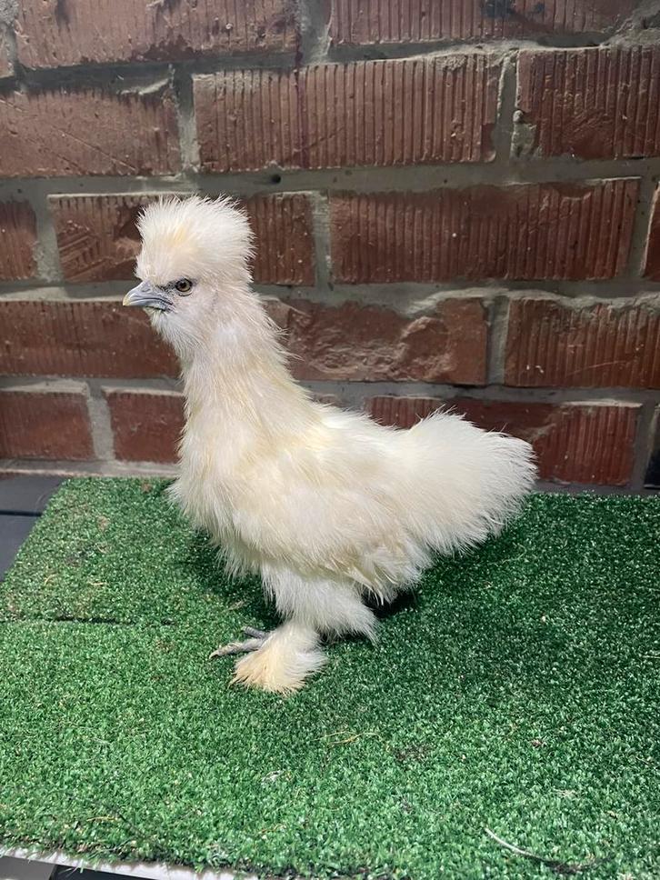 Zijdehoen redpyle, Dieren en Toebehoren, Pluimvee, Geslacht onbekend