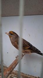 Distelvink x kanarie, Dieren en Toebehoren